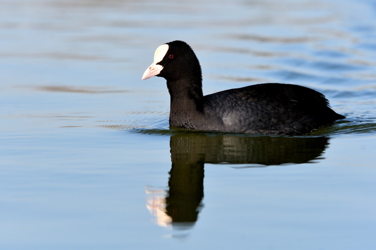 אגמית מצויה - ML646752582