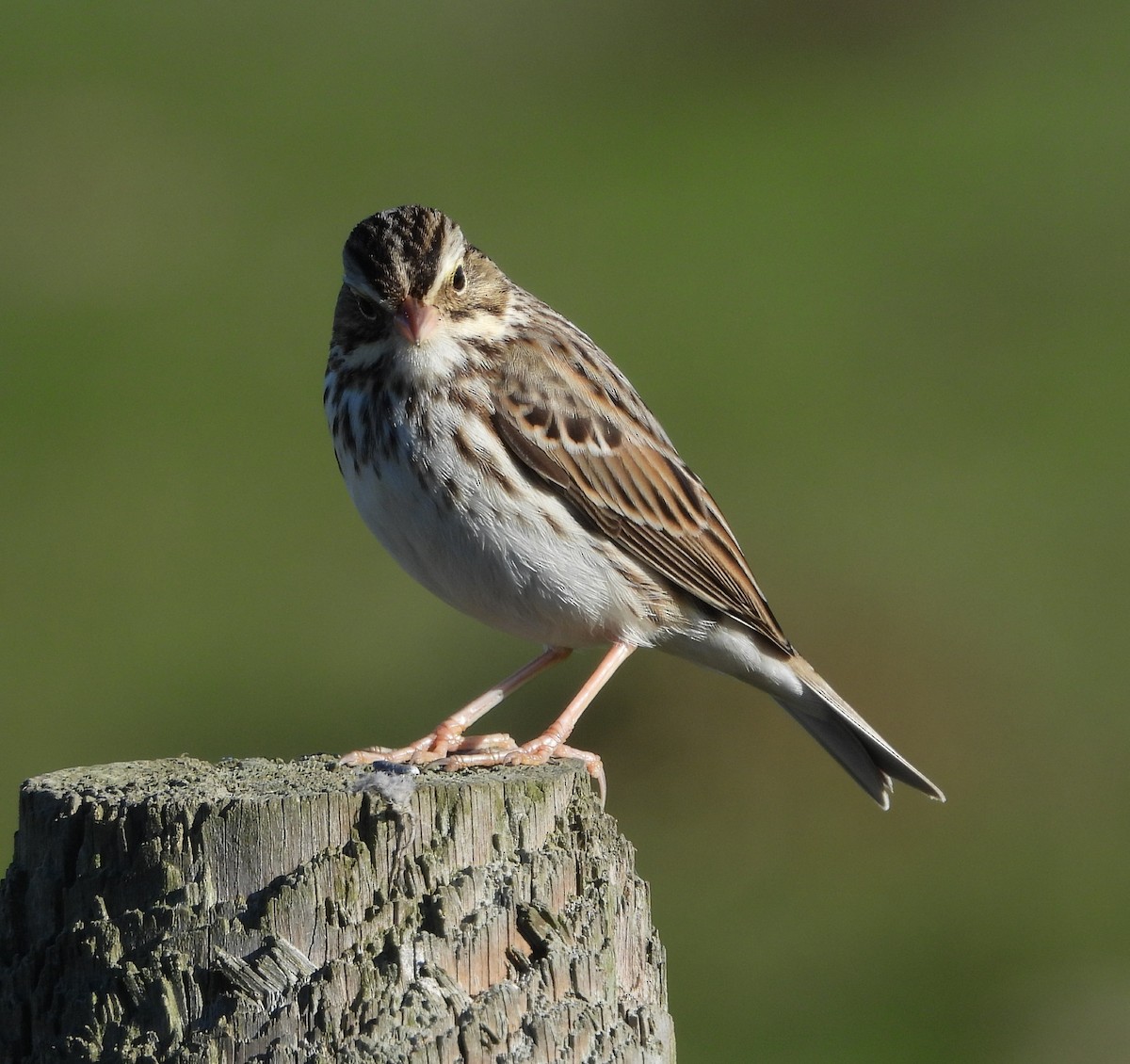 Savannah Sparrow - ML646752583