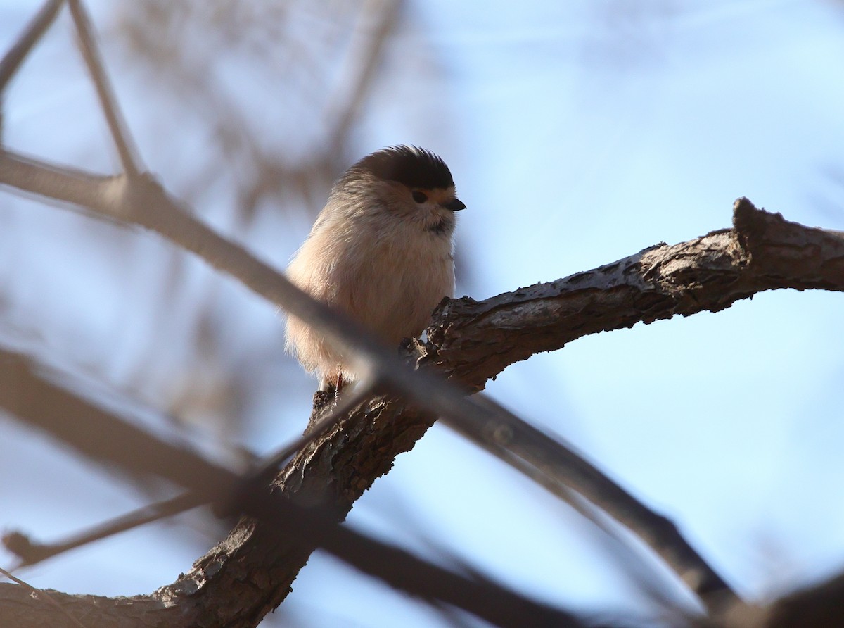 Silver-throated Tit - ML646752584