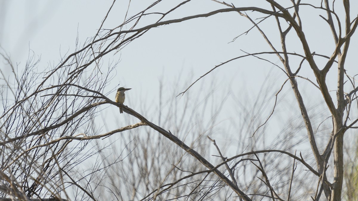 Sacred Kingfisher - ML646752585