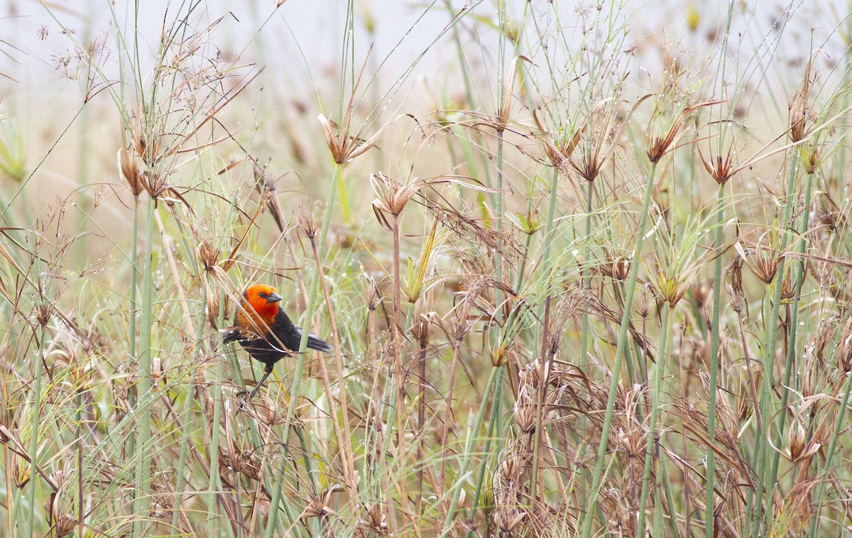 Scarlet-headed Blackbird - ML646752586