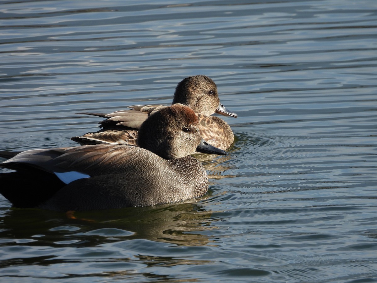 Boz Ördek - ML646752587