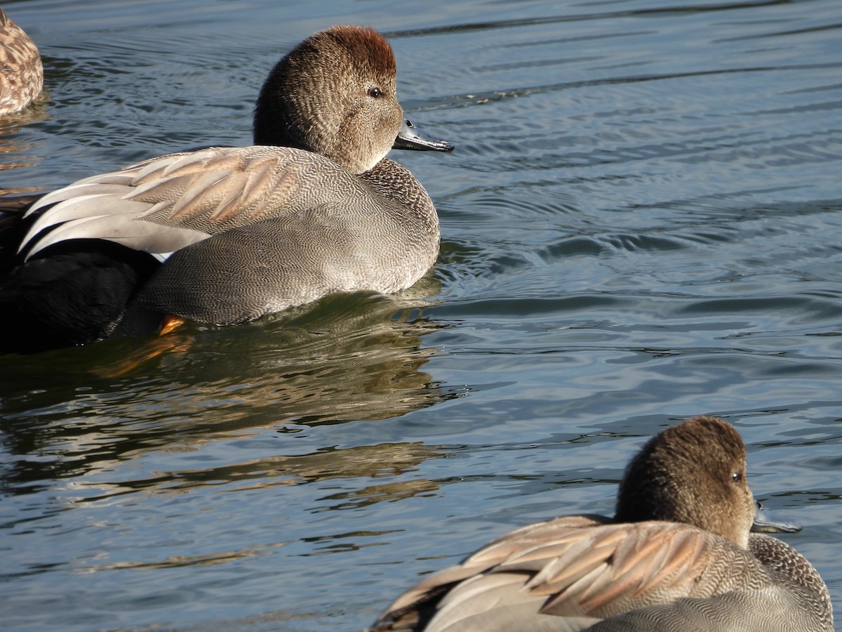 Boz Ördek - ML646752588