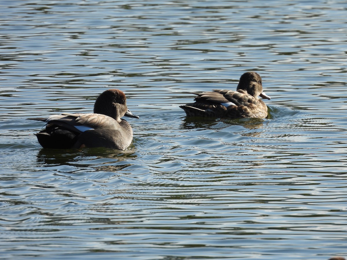 Boz Ördek - ML646752589