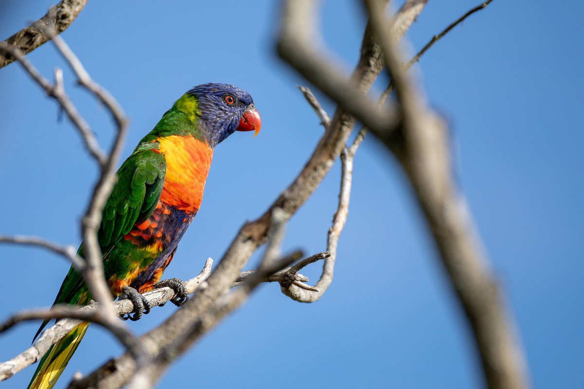 Rainbow Lorikeet - ML646752590
