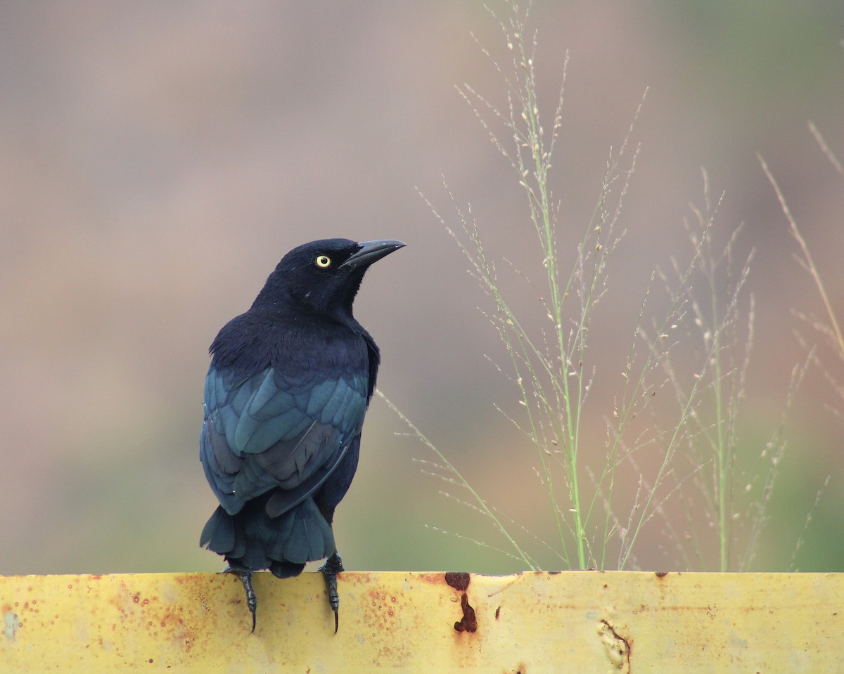 Carib Grackle - ML646752591