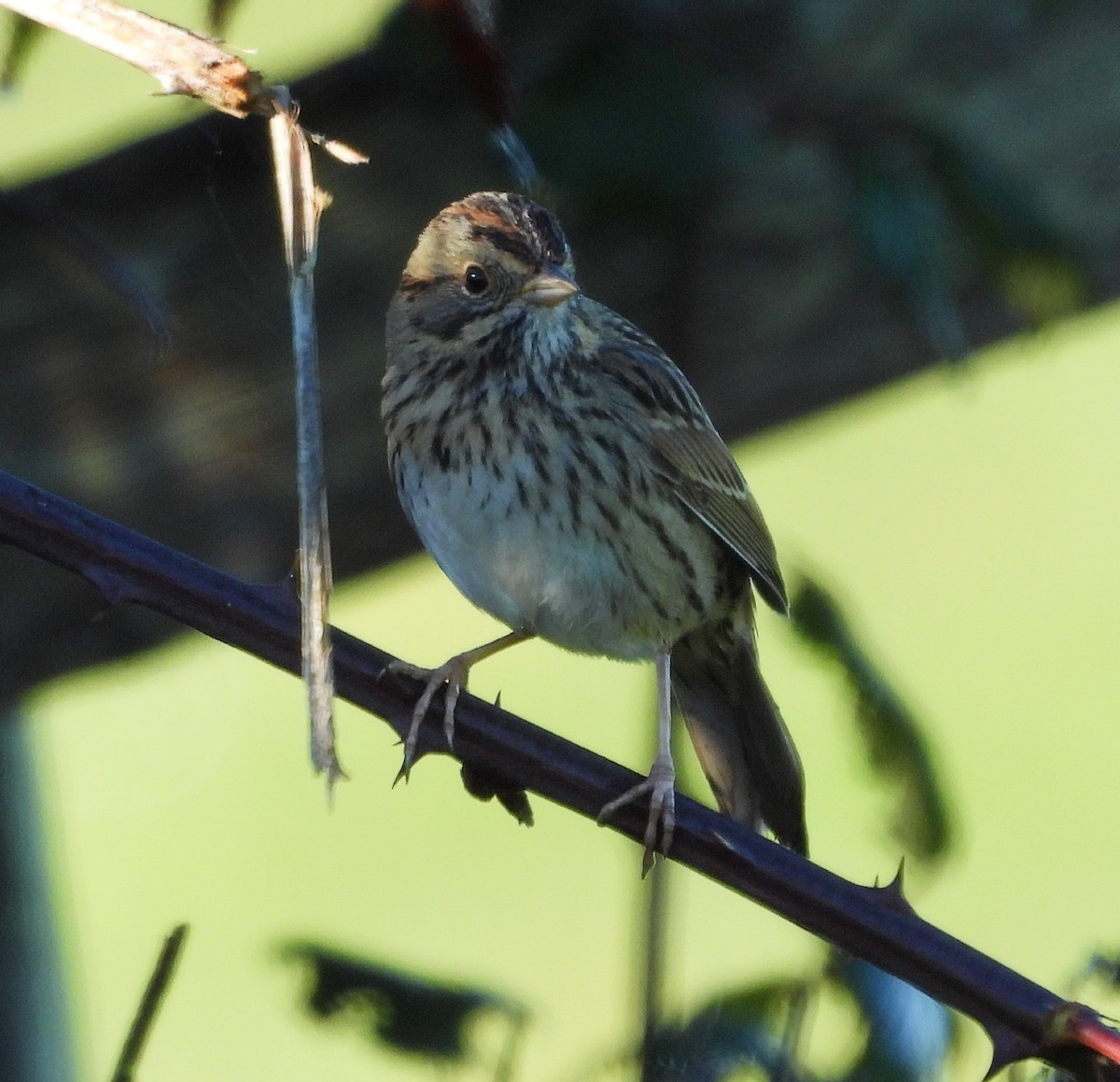 strnadec pruhohlavý - ML646752593