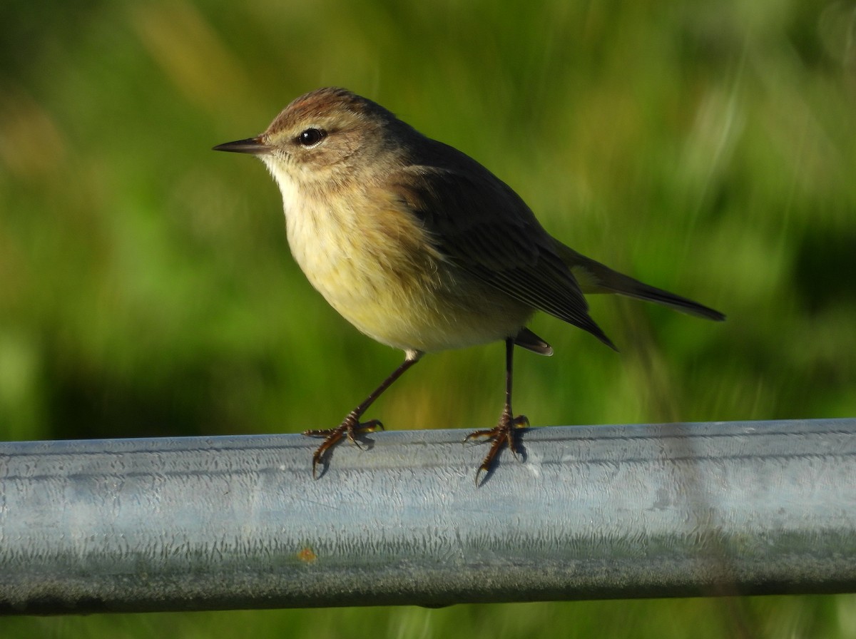 Palm Warbler - ML646752596