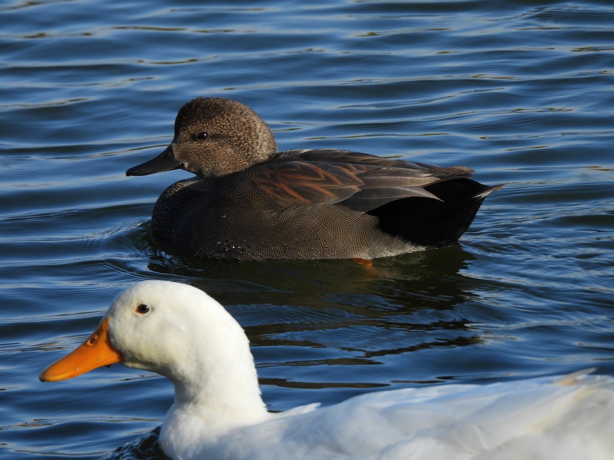 Boz Ördek - ML646752597