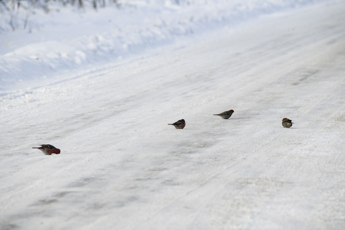 Pine Grosbeak - ML646752599