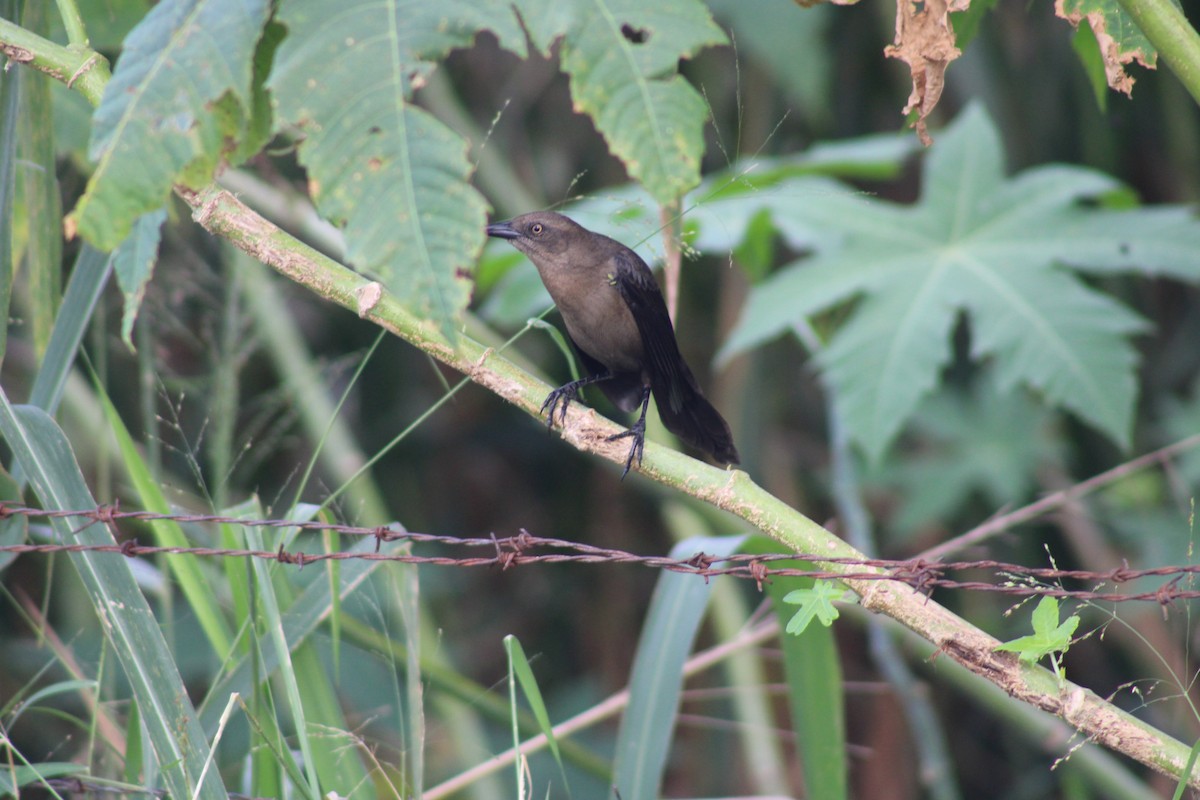 Carib Grackle - ML646752601
