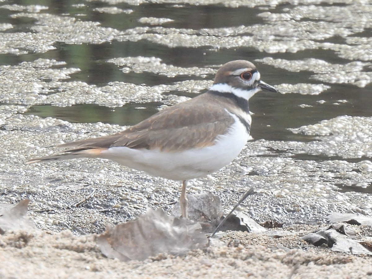 Kildir txirritxoa - ML646752602