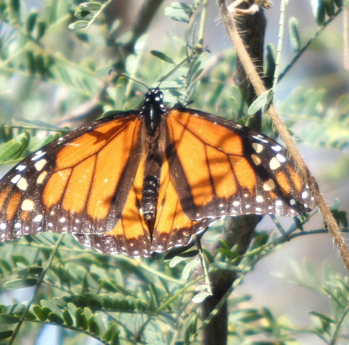 Данаида монарх - ML646752603