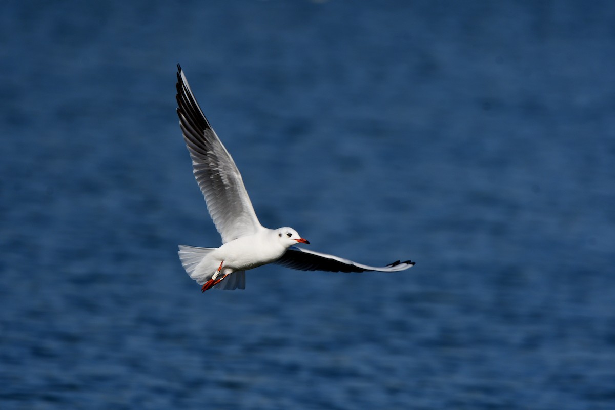 שחף אגמים - ML646752604