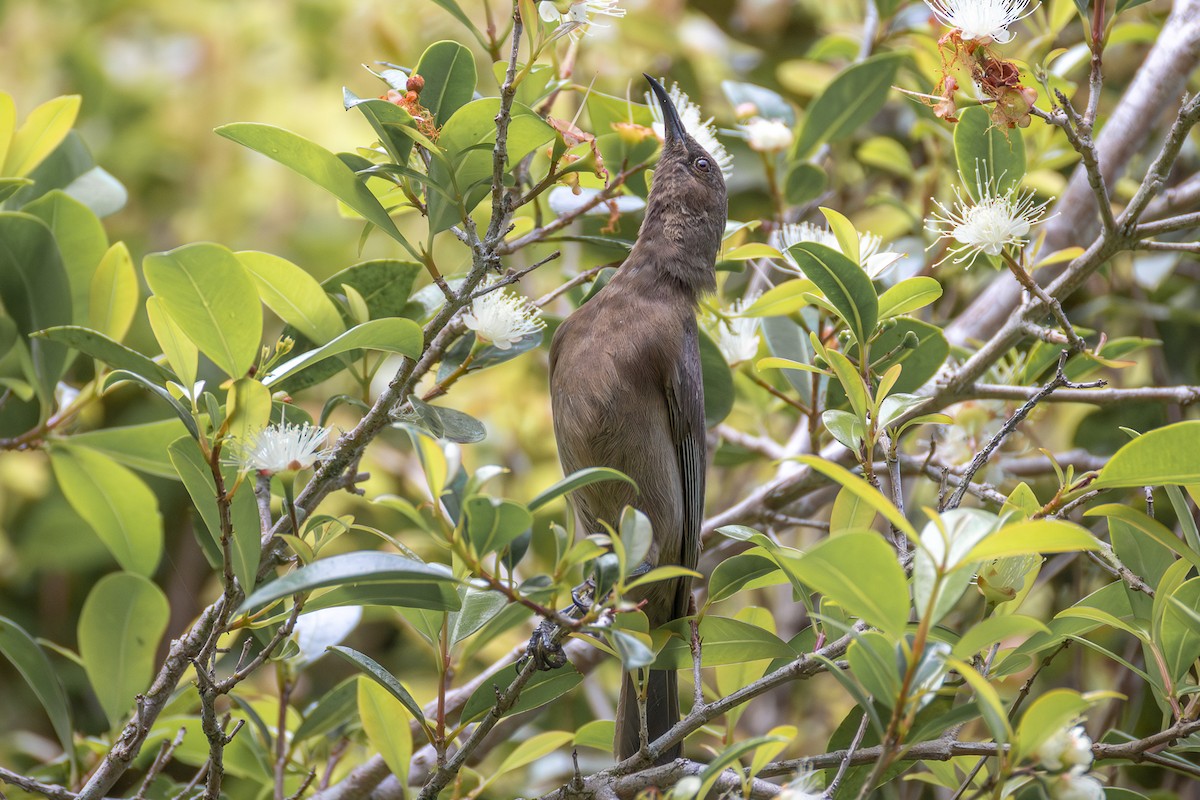 Dusky Myzomela - ML646752607