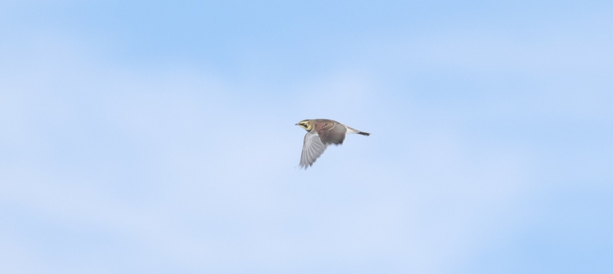 Horned Lark - ML646752610