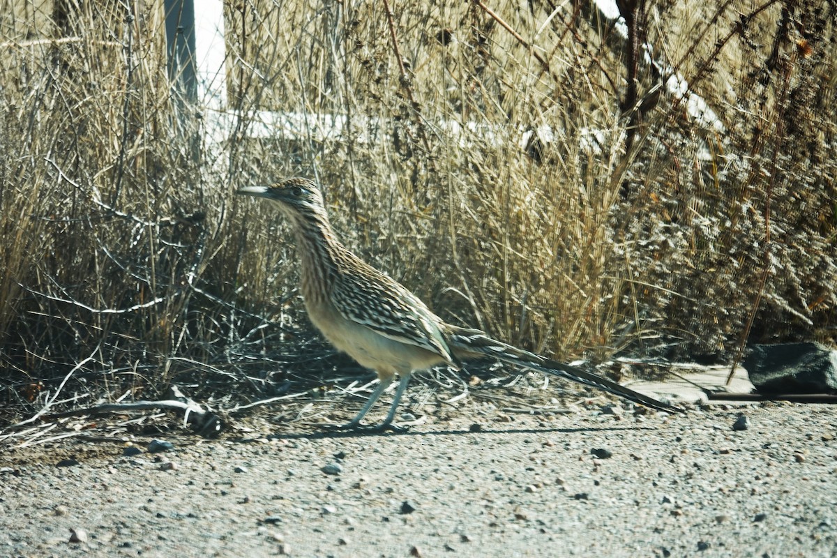 Таязура-подорожник каліфорнійська - ML646752612