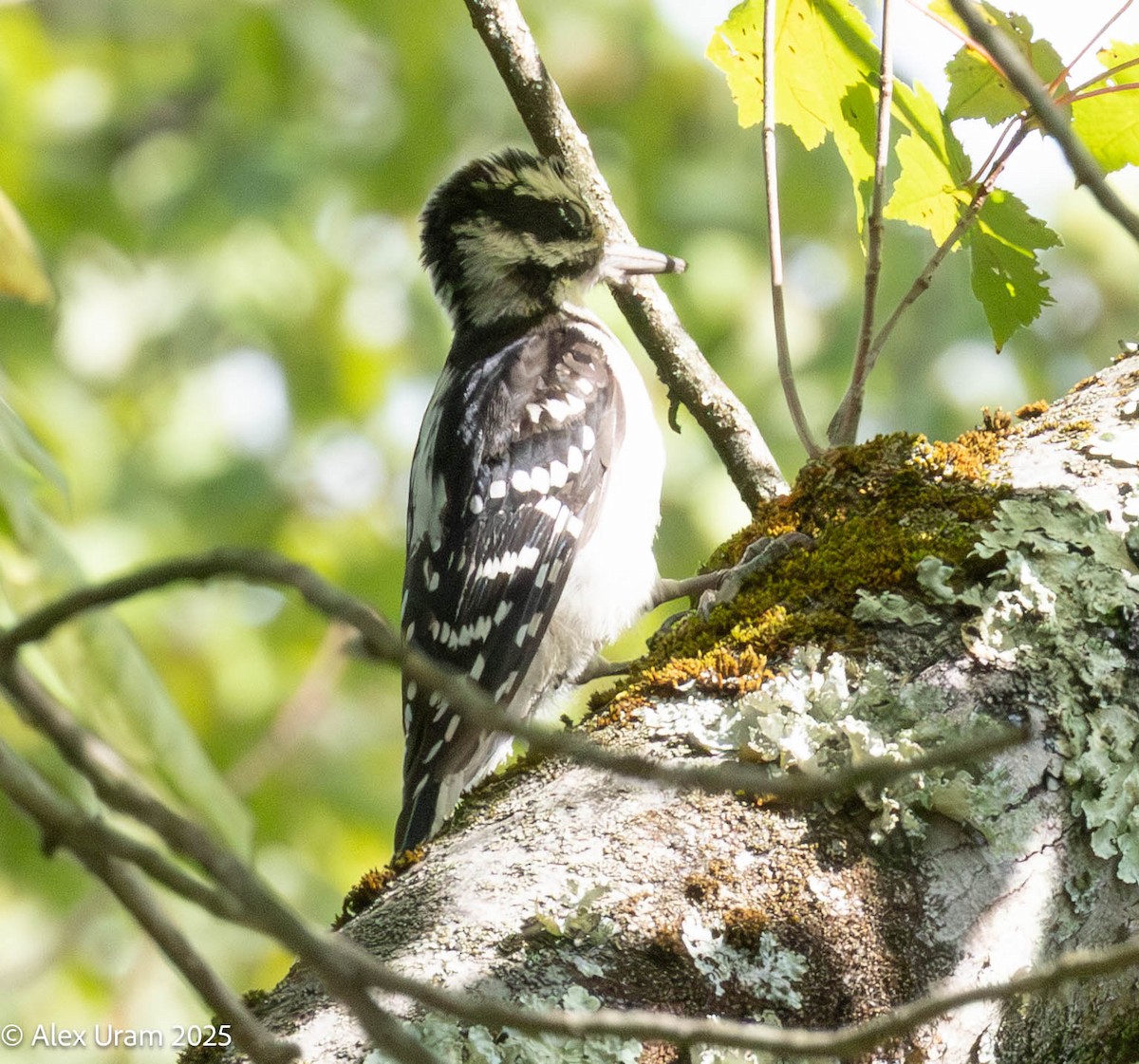 Hairy Woodpecker - ML646752613