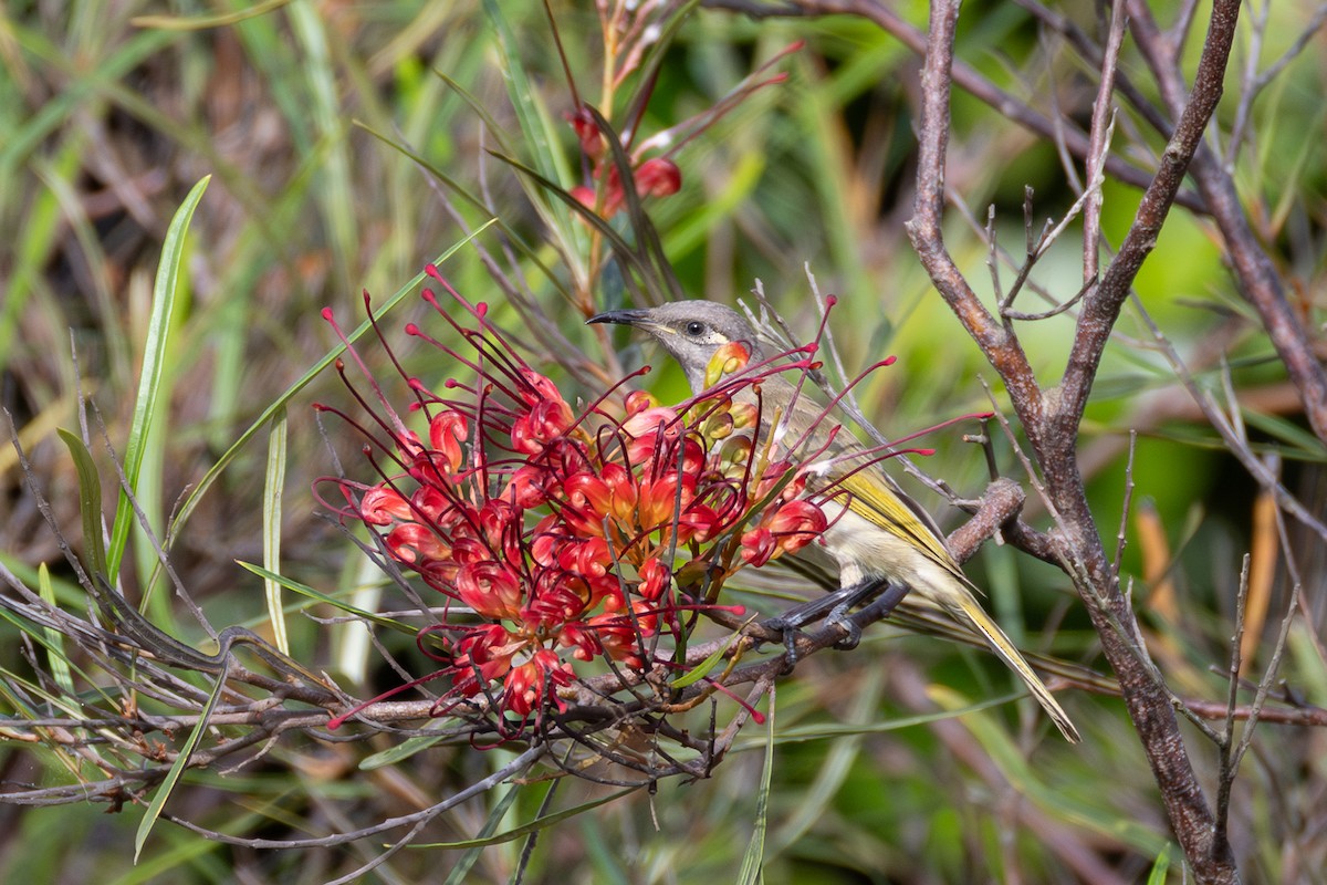 Brown Honeyeater - ML646752630