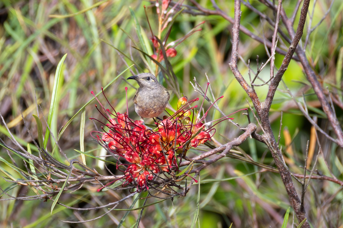 Brown Honeyeater - ML646752631