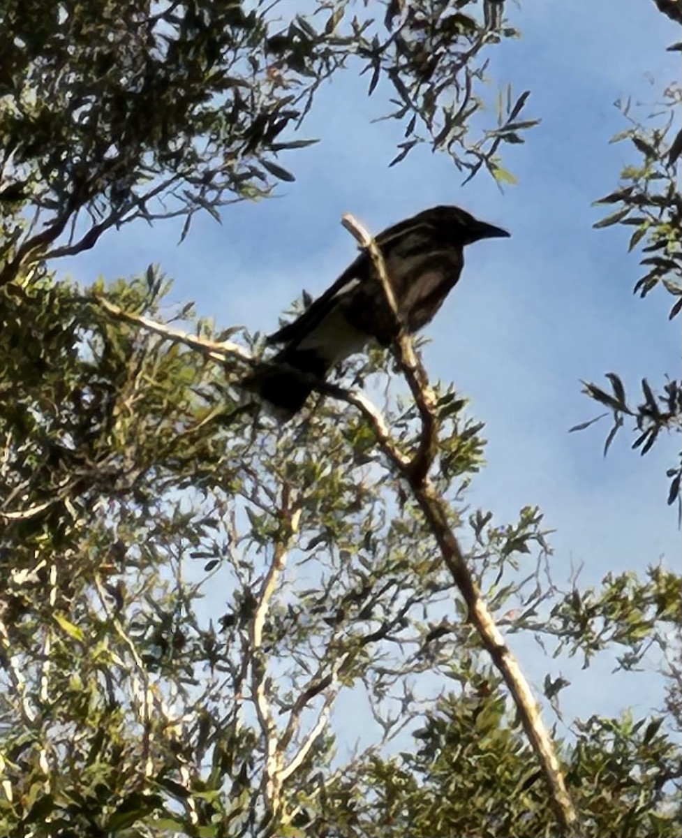 Verdugo Pío - ML646752632