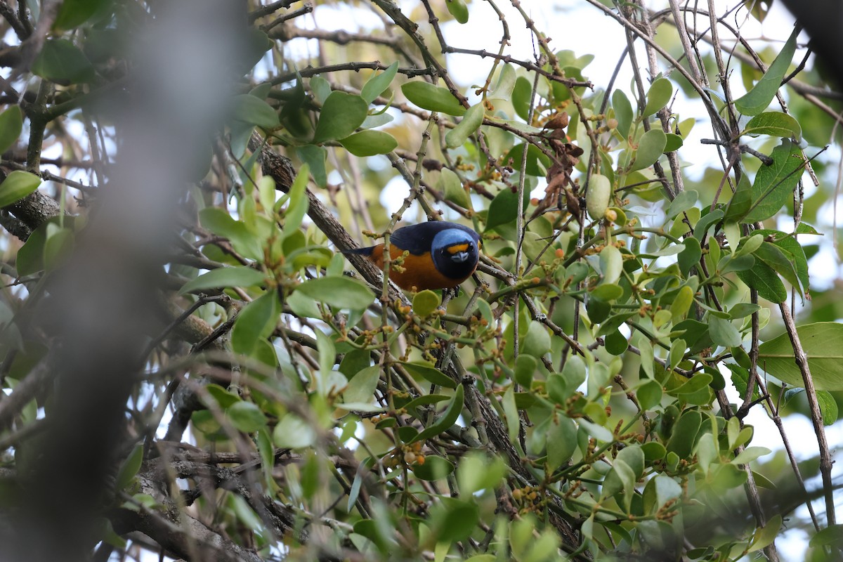 Hispaniolan Euphonia - ML646752633