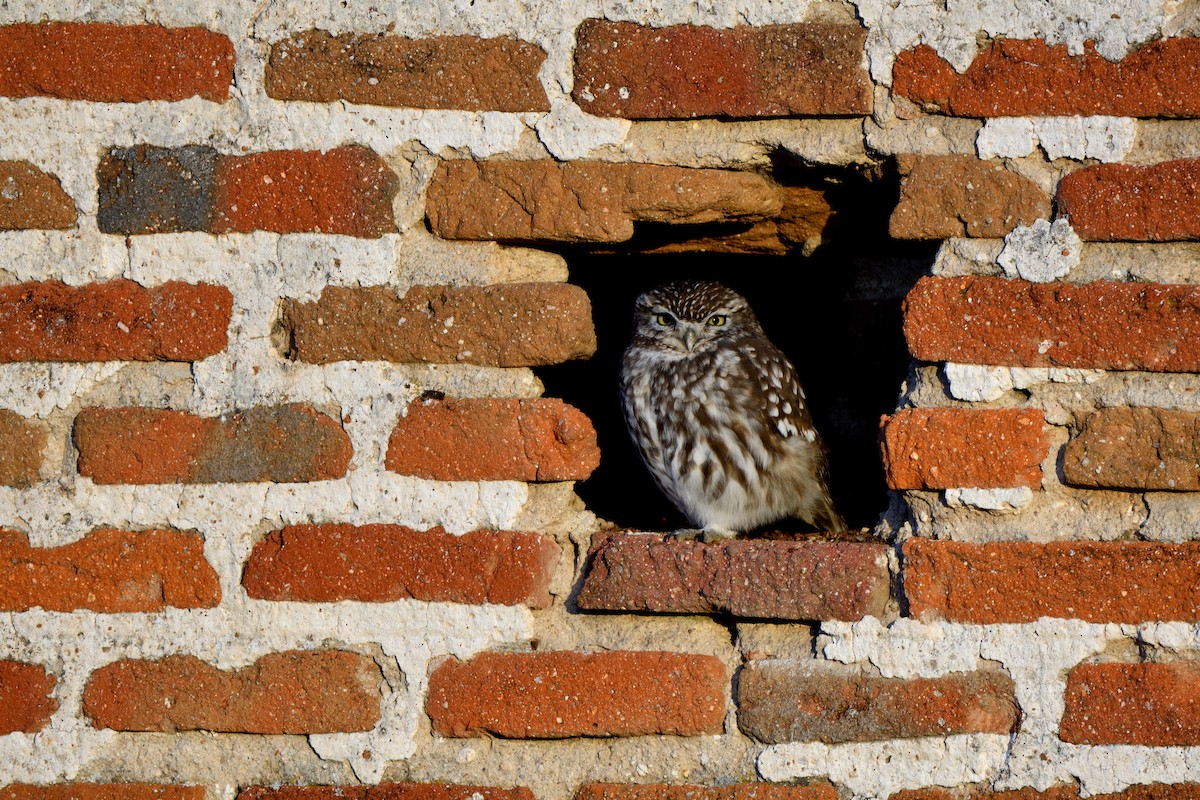 כוס החורבות - ML646752634