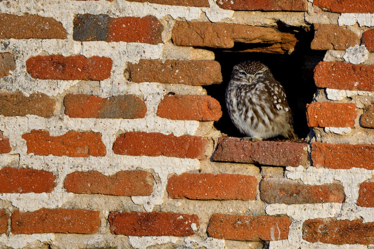 כוס החורבות - ML646752635
