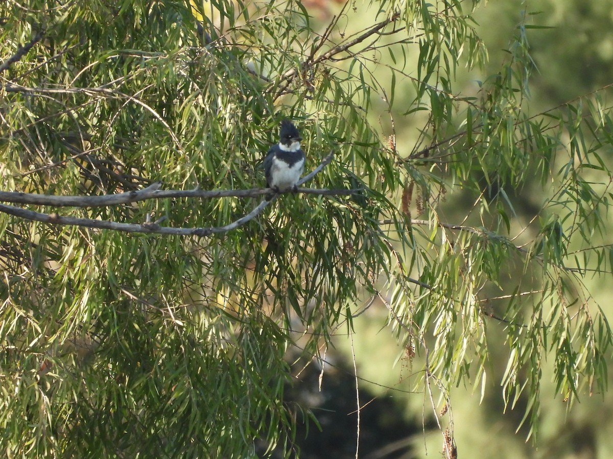 Belted Kingfisher - ML646752638