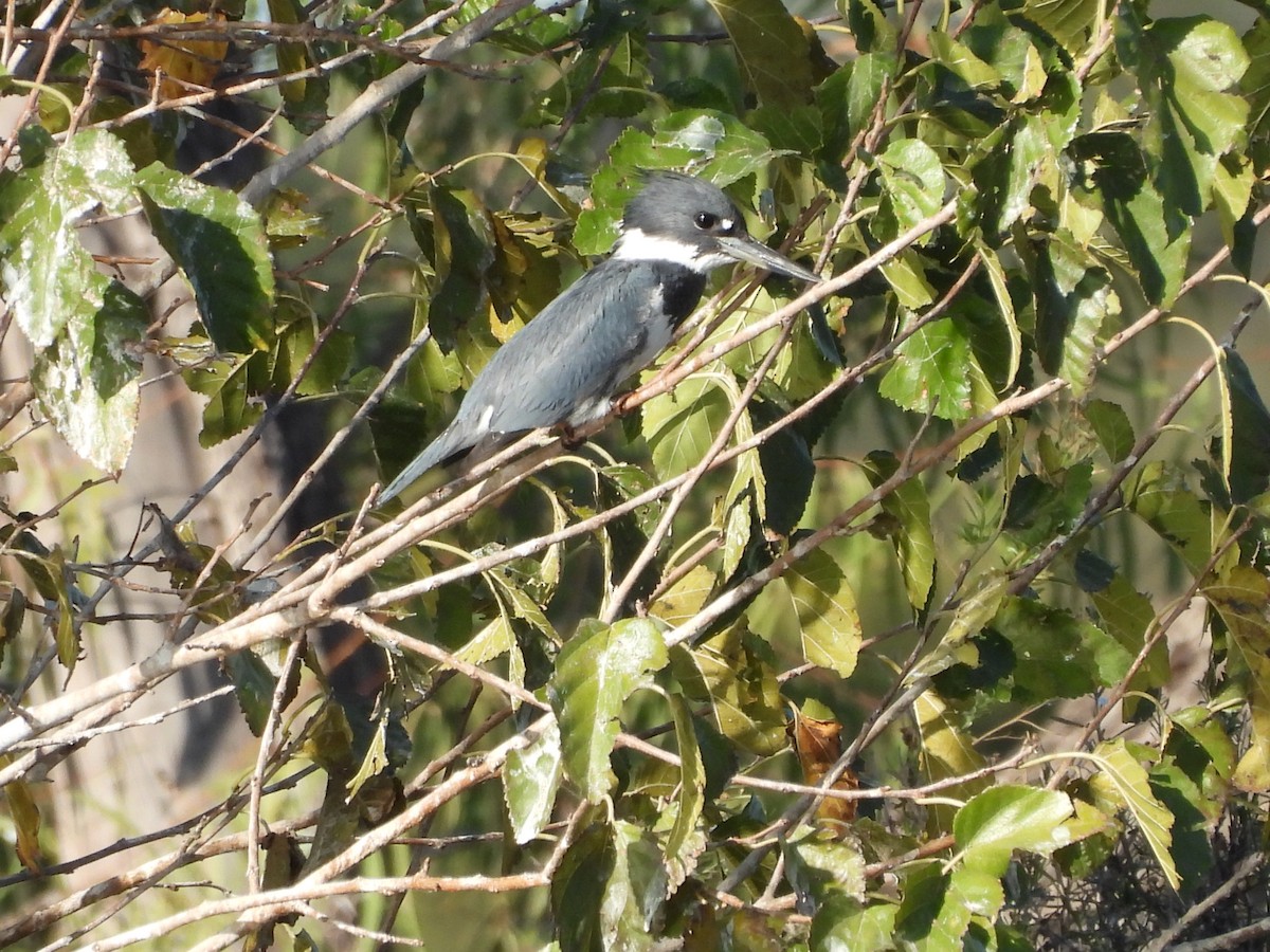 Belted Kingfisher - ML646752639