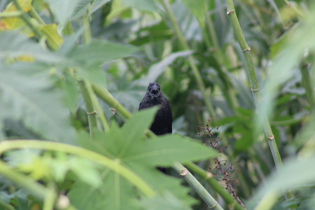 Ані товстодзьобий - ML646752640