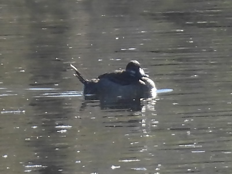 Ruddy Duck - ML646752641