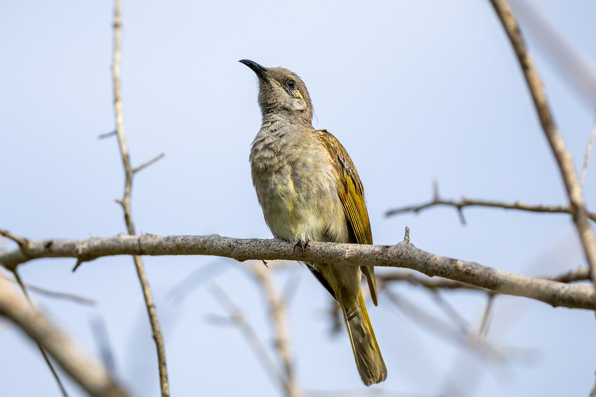Brown Honeyeater - ML646752643