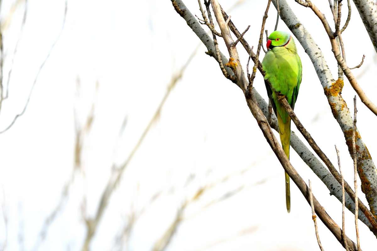 דררה - ML646752644