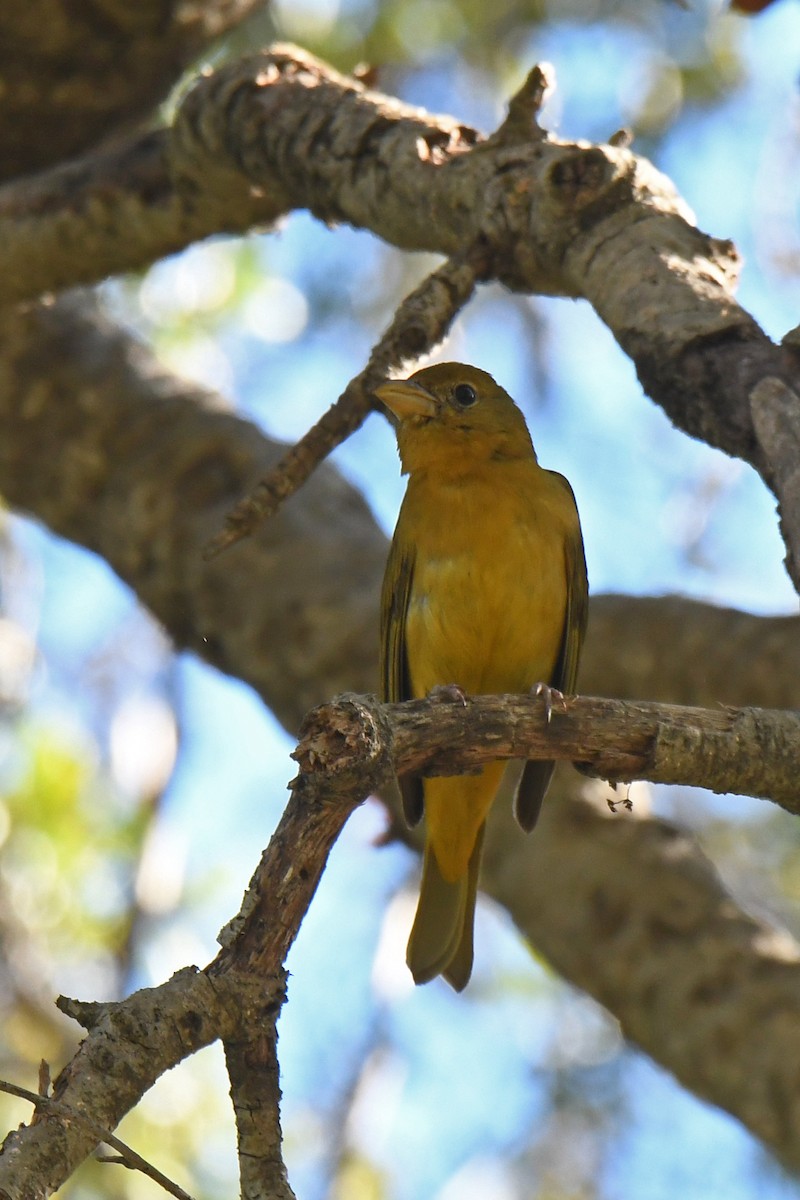 piranga ohnivá - ML646752645