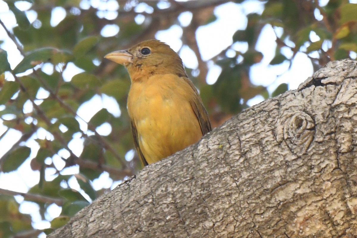 piranga ohnivá - ML646752646