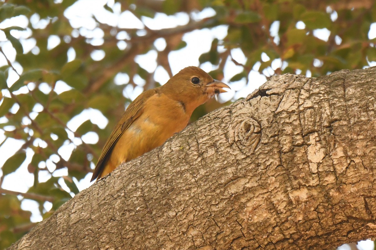 piranga ohnivá - ML646752647