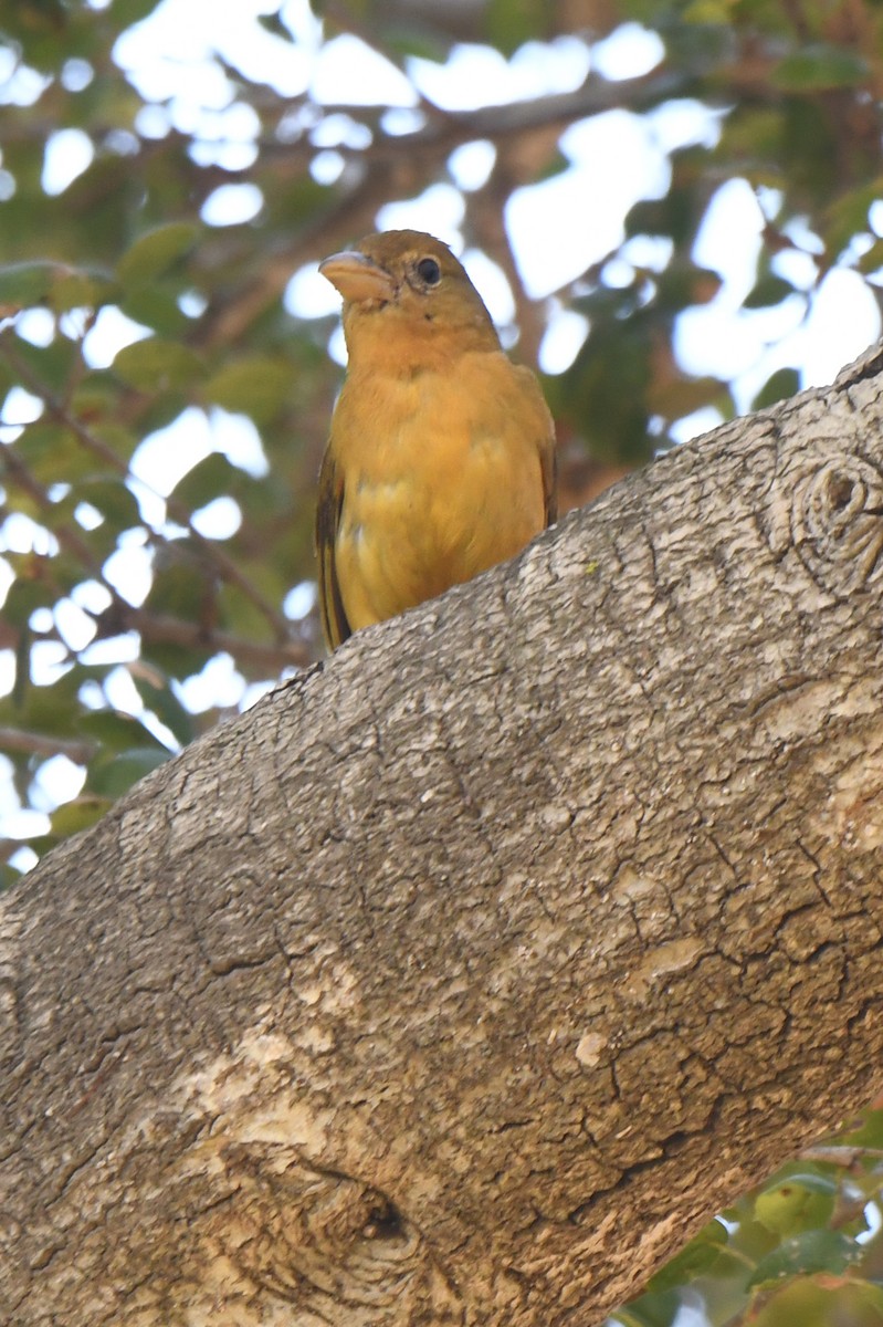 piranga ohnivá - ML646752648