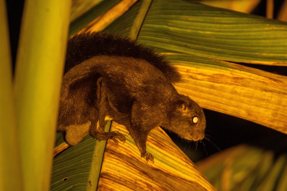 Siberutgleithörnchen - ML646752649