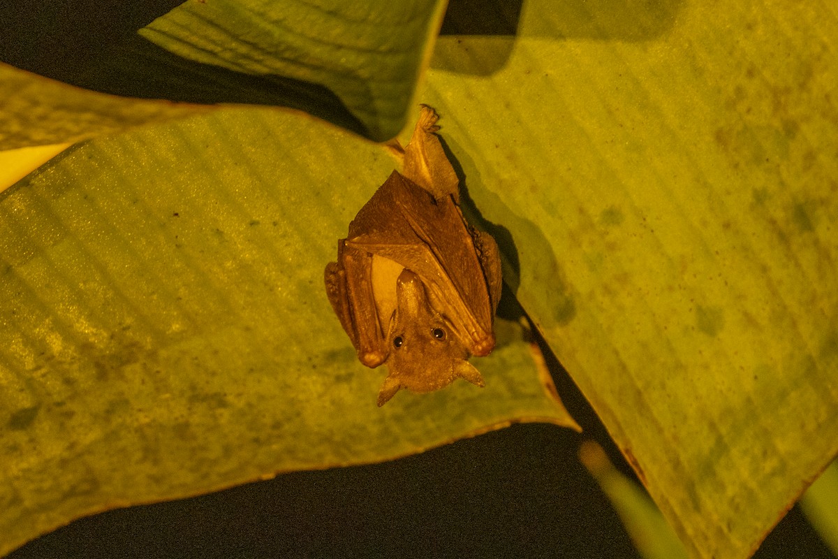 Fledertiere - ML646752650