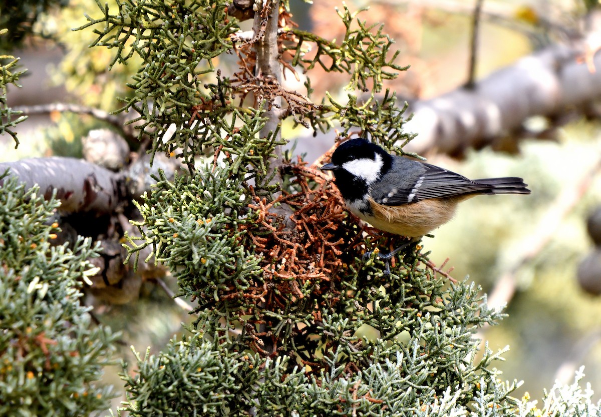 ירגזי שחור - ML646752654