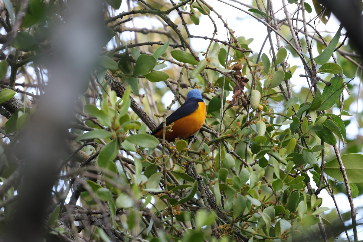 Hispaniolan Euphonia - ML646752655