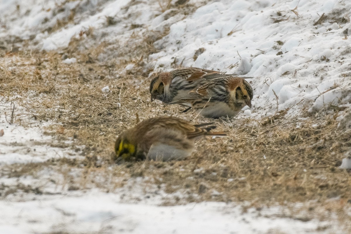 鐵爪鵐 - ML646752659