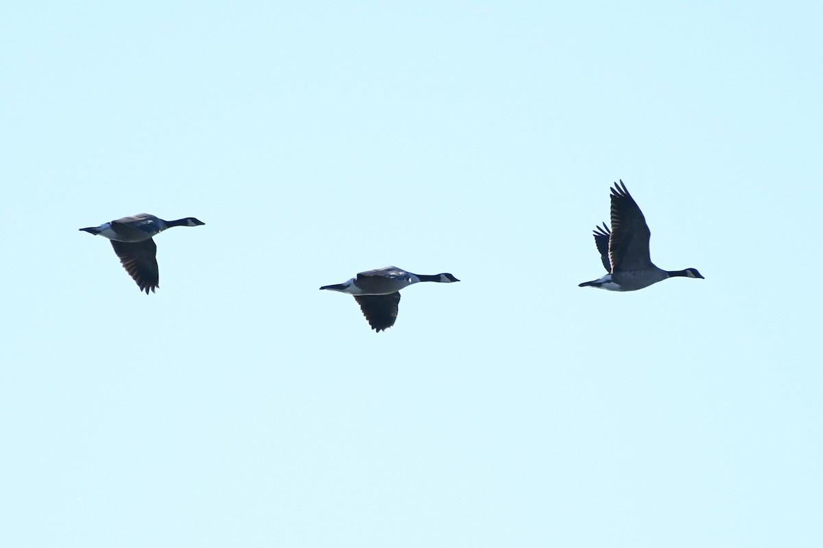 小加拿大雁 - ML646752660