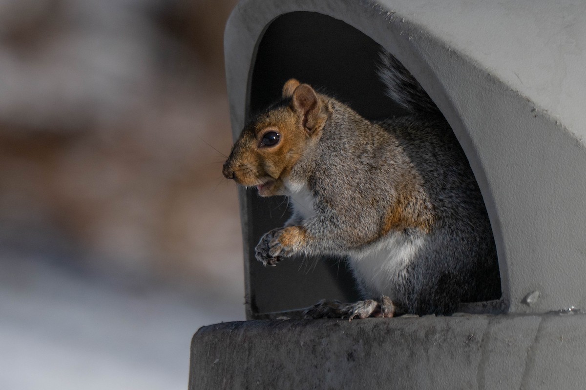 Grauhörnchen - ML646752661