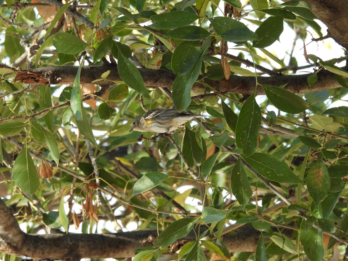 Yellow-rumped Warbler - ML646752664