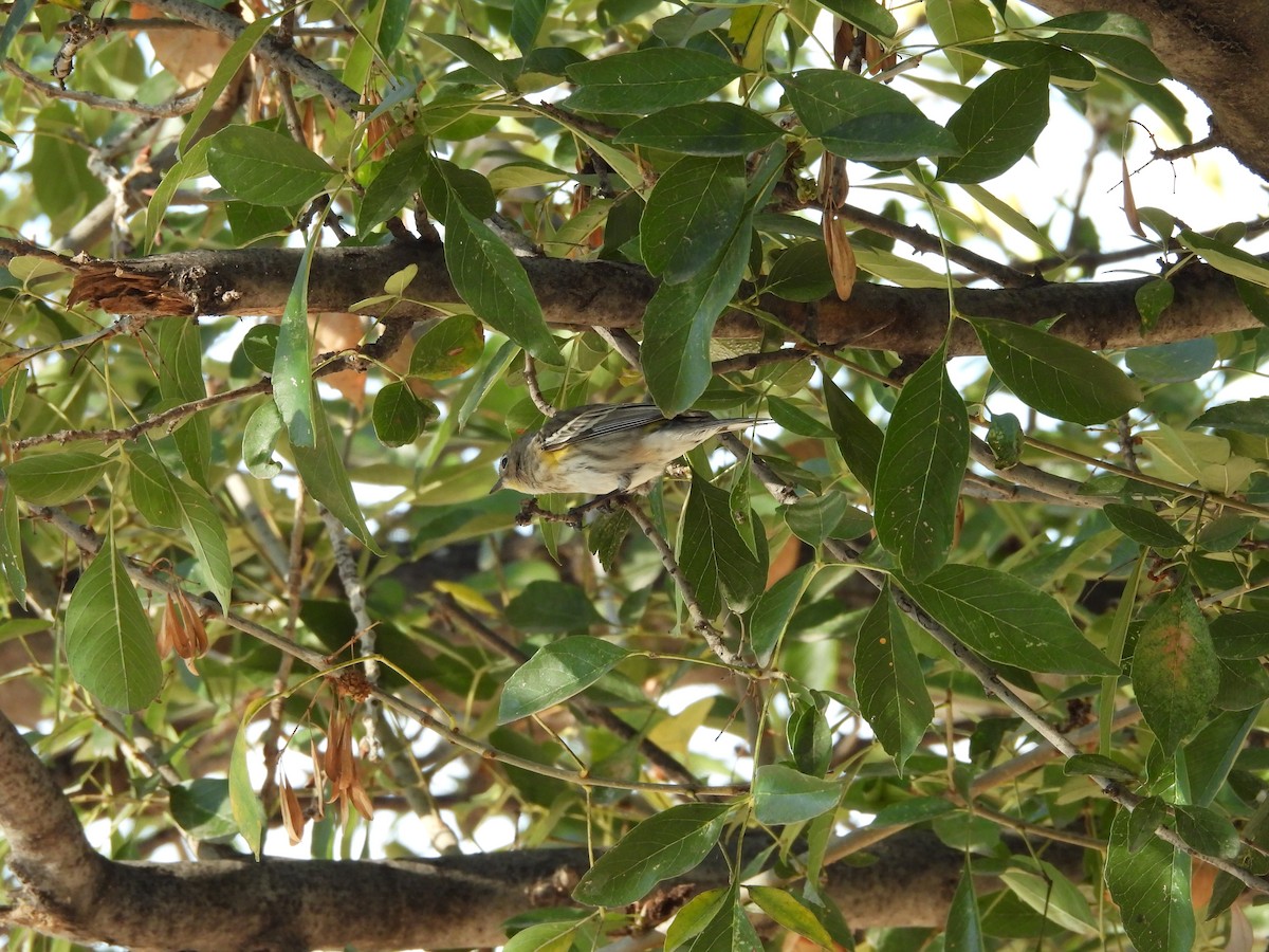 Yellow-rumped Warbler - ML646752665