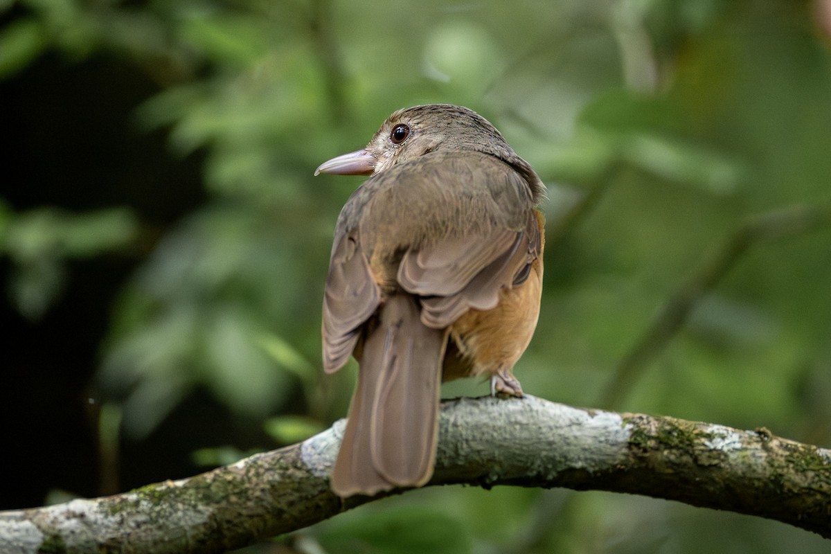 Little Shrikethrush - ML646752666