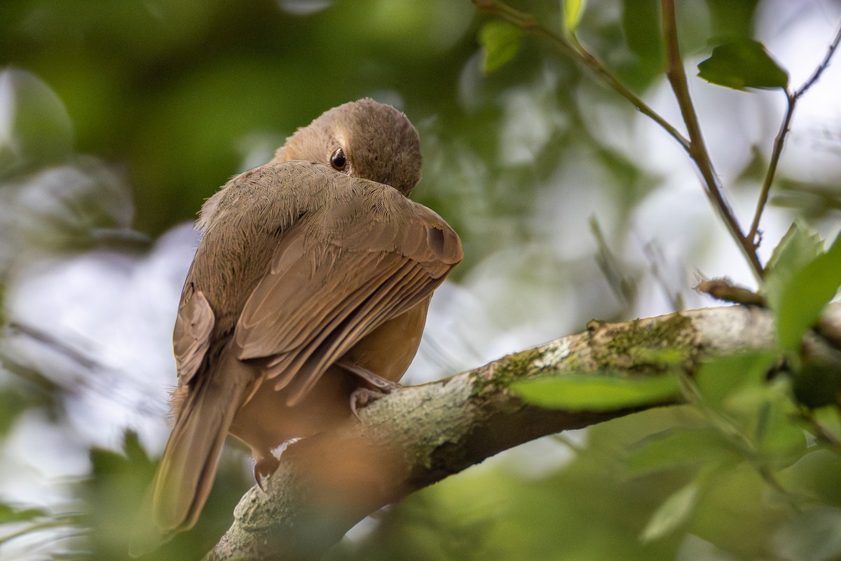 Little Shrikethrush - ML646752667