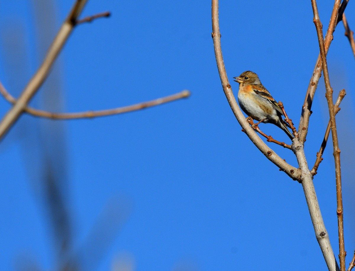 פרוש הרים - ML646752668